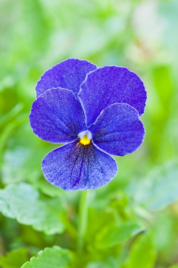 75+ Blue pansy flower Free Stock Photos StockFreeImages