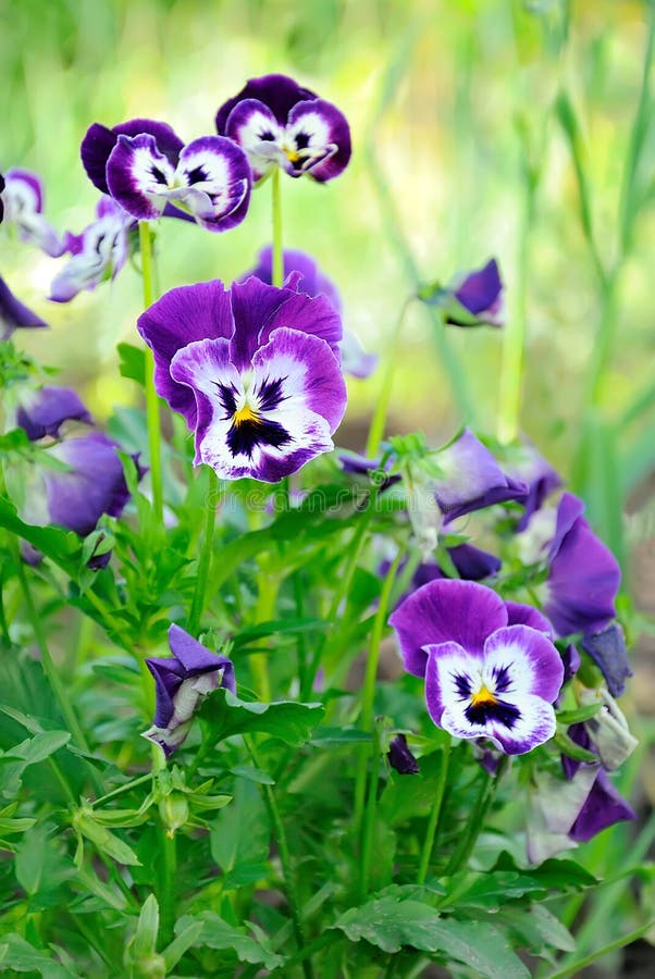 Blue pansy flowers stock image. Image of flower, purple 34467541