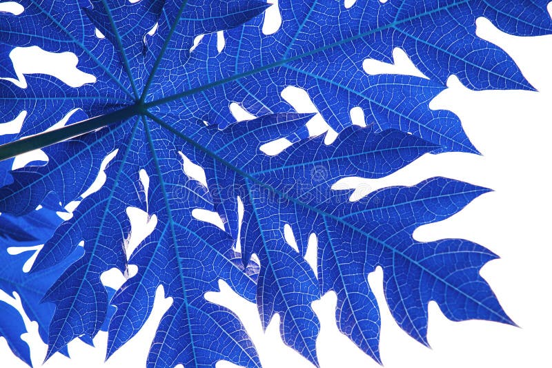 Blue papaya leaf stock image. Image of fresh, colorful 272603513