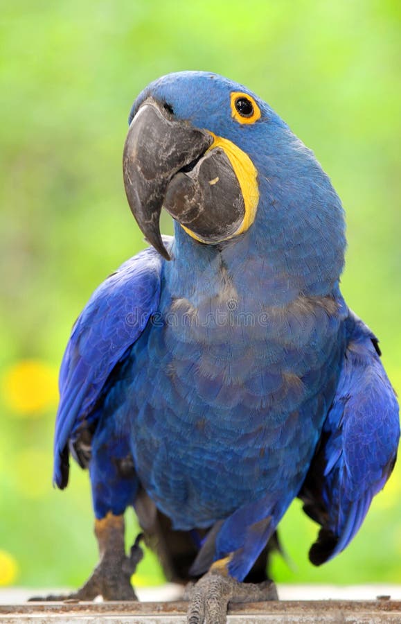 Blu pappagallo (giacinto pappagallo) sul chiaro verde.