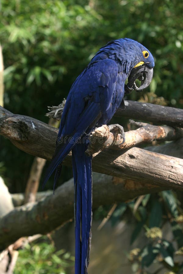 Blue parrot royalty free stock image