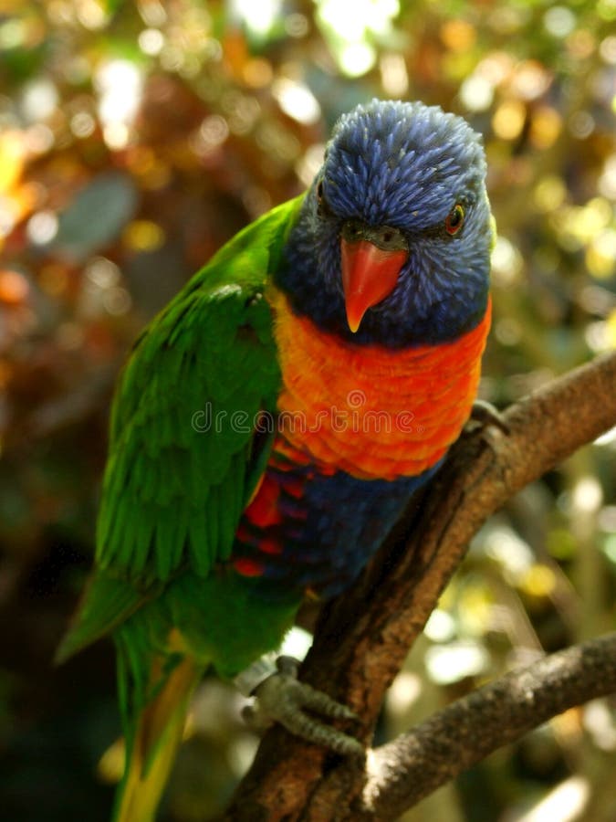 Blue parrot royalty free stock photos Blue parrot royalty free stock photos