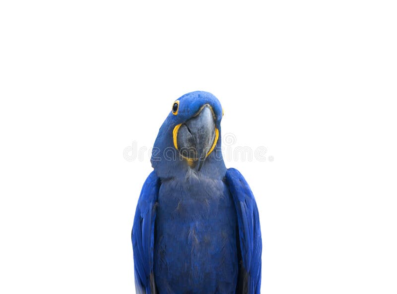 Blue Parrot