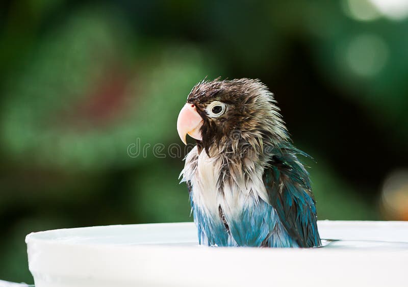 Colorful Parrot Taking Bath Stock Photos Free & RoyaltyFree Stock
