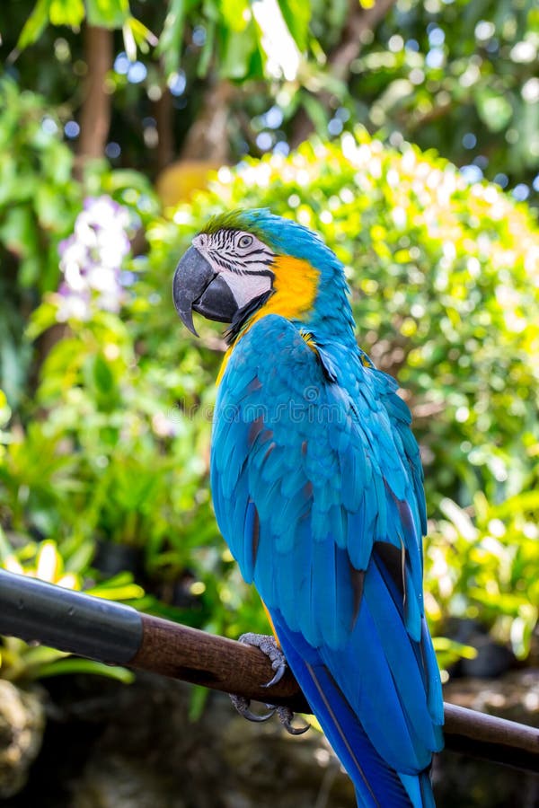 Blue parrot macaw stock image. Image of birds, colorful 63428205