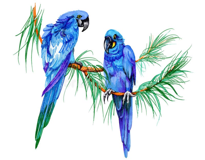 Drawing a parrot with a ballpoint pen., Ekaterina B