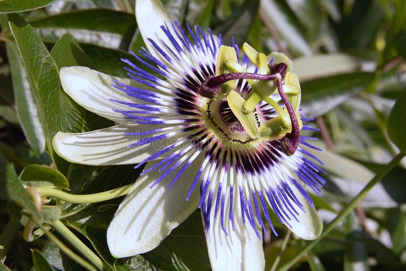 Blue passion flower stock photo. Image of shrub, passiflora 20134408