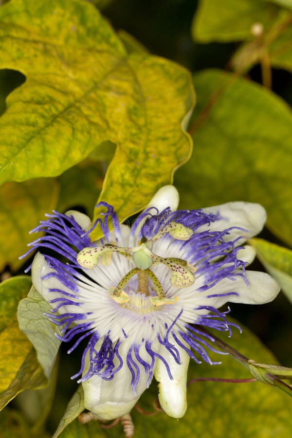 Blue Passion Flowers in Vase Stock Photo Image of closeup, flower 59723660