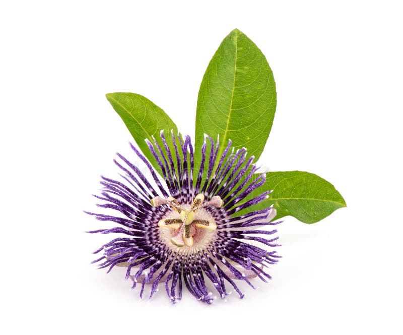 Blue Passion Flower Isolated on White Background Stock Photo Image of