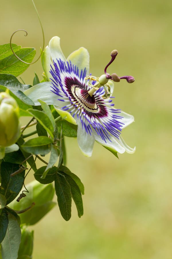 Blue Passion Flowers in Vase Stock Photo Image of closeup, flower