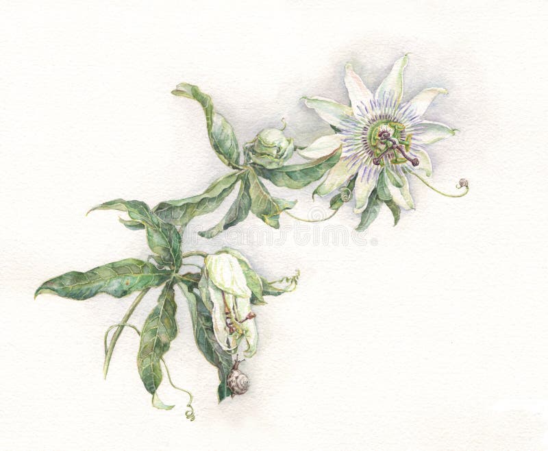 Blue passion flower Passiflora caerulea hand painted watercolor vector illustration