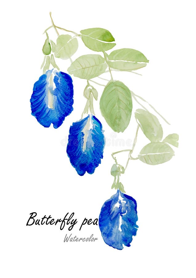 Blue pea or butterfly pea .Hand drawn watercolor painting on white background.Vector illustration