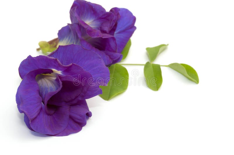 Blue pea flower isolated stock image. Image of tropical 45237783