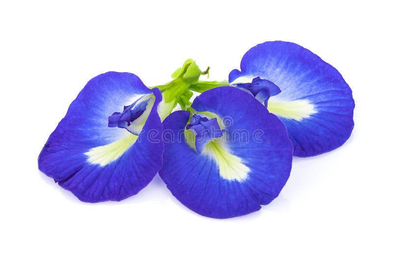 Blue Pea Flowers on White Background Stock Photo Image of natural