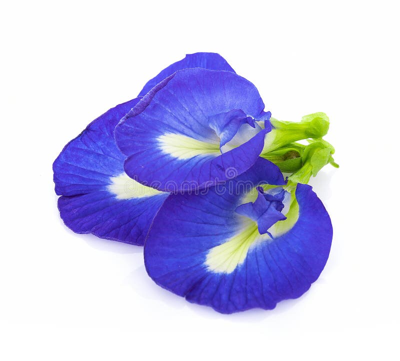 Blue Pea Flowers on White Background Stock Photo Image of asian