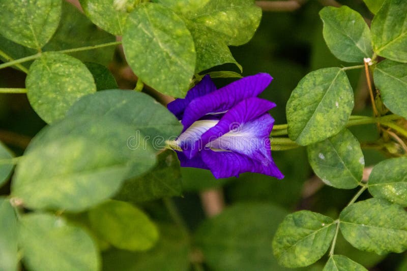 Blue pea vine stock photo. Image of vine, blue, nature 162447518