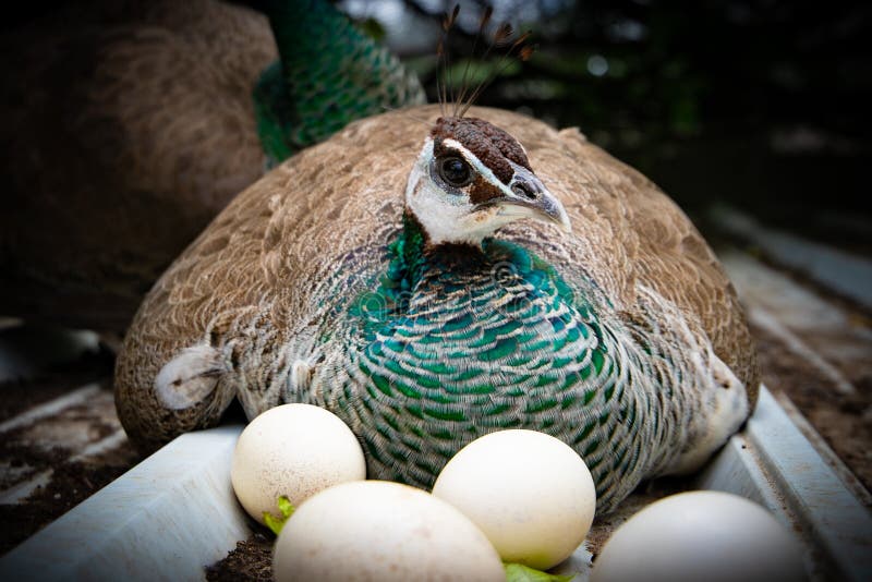 Peacocks eggs nuddle
