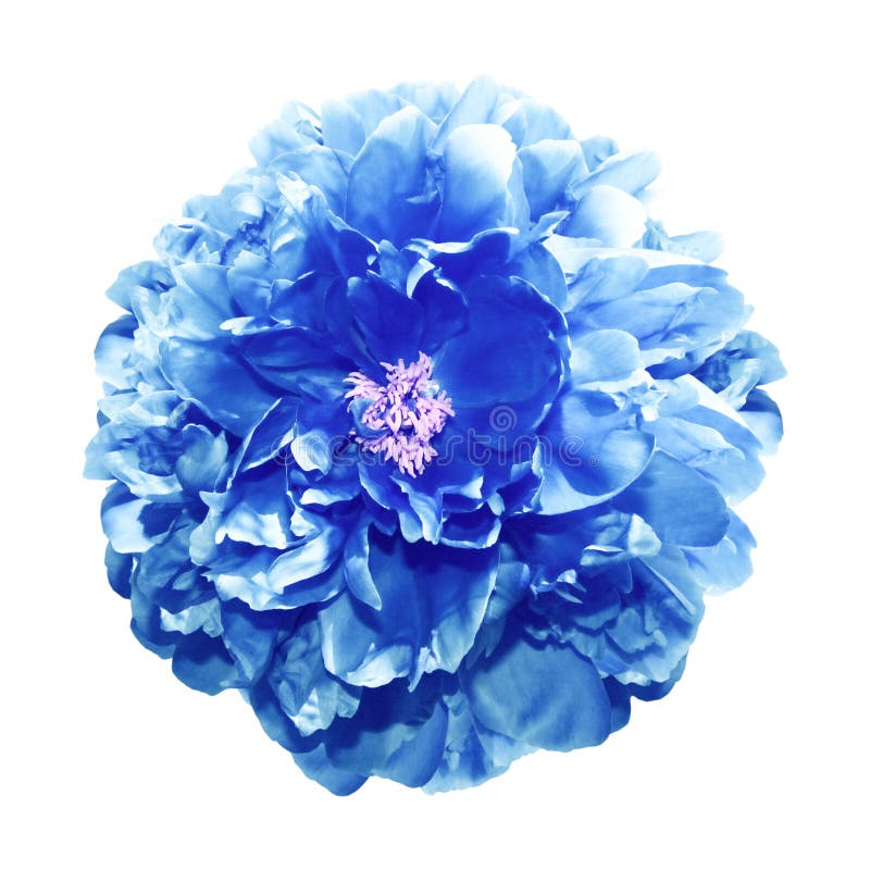 Blue Peony Flower Stock Photo Image Of Seasonal Floral 6789258