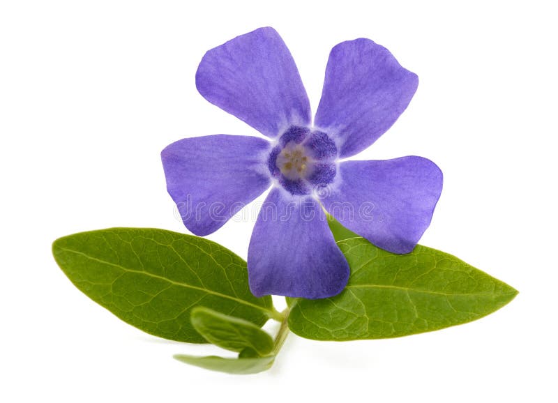 Blue periwinkle flower stock photo. Image of blossom 299473108