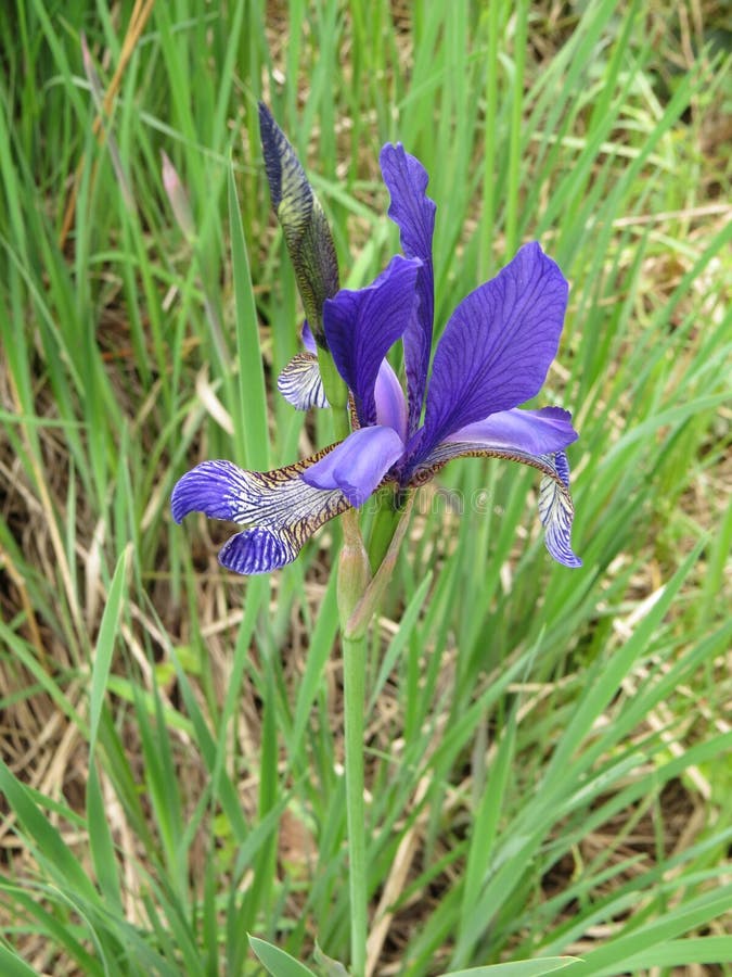Blue Peruber Iris Flower or Fleur-de-lis. Stock Photo - Image of grass,  childrens: 116729448
