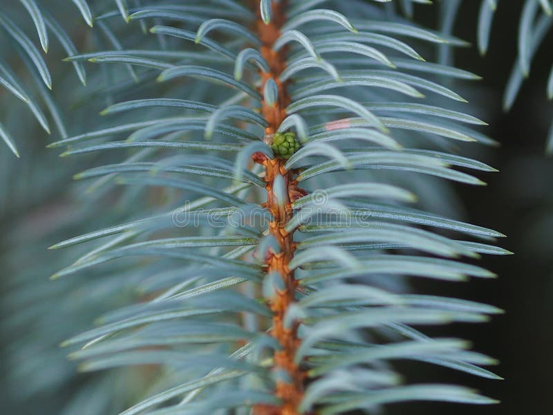 Blue pine branch with green cone stock photos Blue pine branch with green cone stock photos