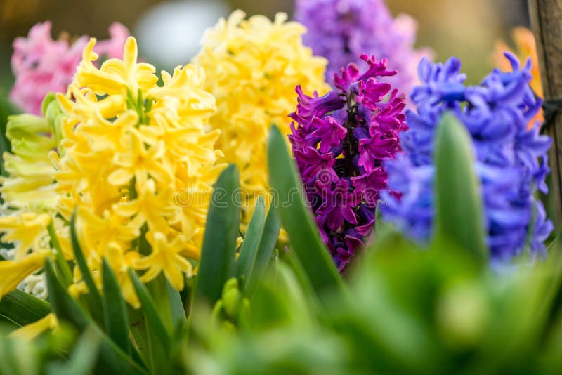 Blue ,yellow and pink hyacinth close up in Holland garden , spring time flowers