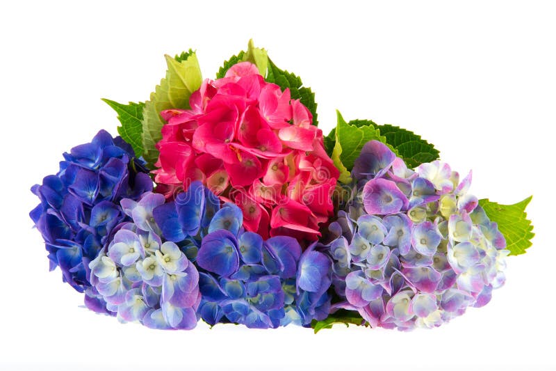 Bouquet Hydrangea in blue and pink isolated over white background. Bouquet Hydrangea in blue and pink isolated over white background