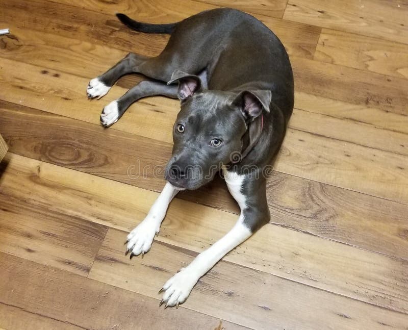 Blue pit stock image. Image of white, blue, socks 132862947