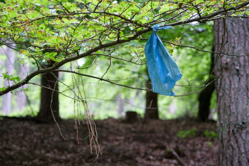 cleaning up forests from plastic pollution, garbage bag under tree, no  people 21509752 Stock Photo at Vecteezy