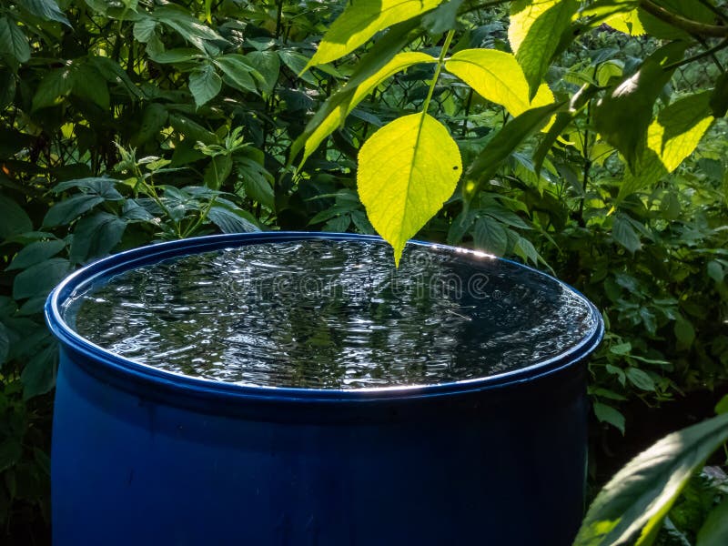 Blue, Plastic Water Barrel Reused for Collecting and Storing Rainwater ...