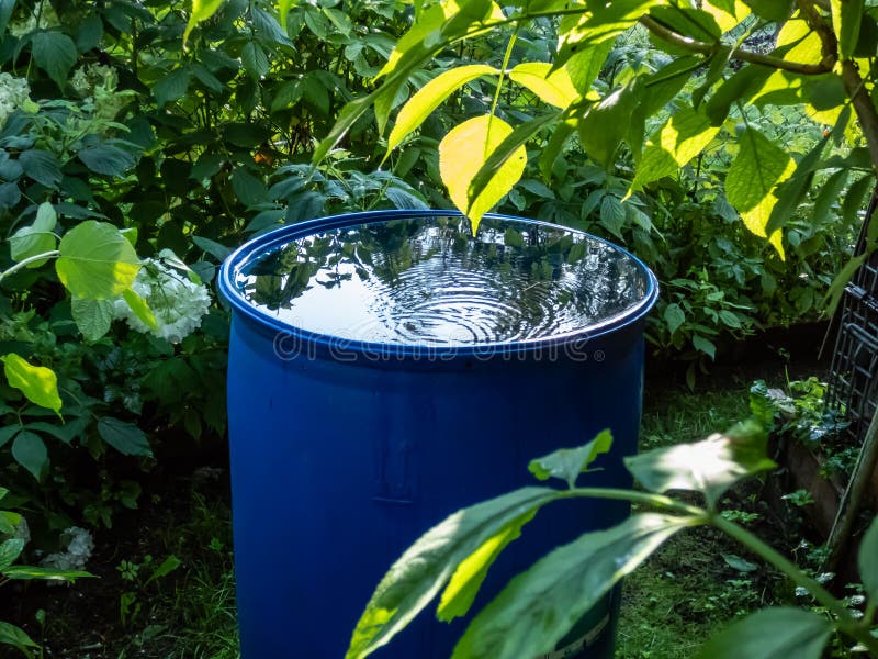 Blue, Plastic Water Barrel Reused for Collecting and Storing Water for ...
