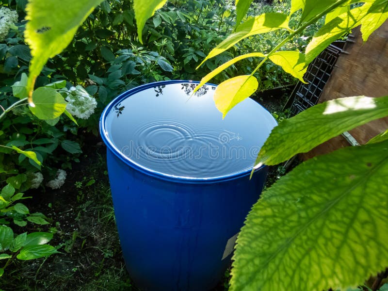 Blue, Plastic Water Barrel Reused for Collecting and Storing Rainwater ...