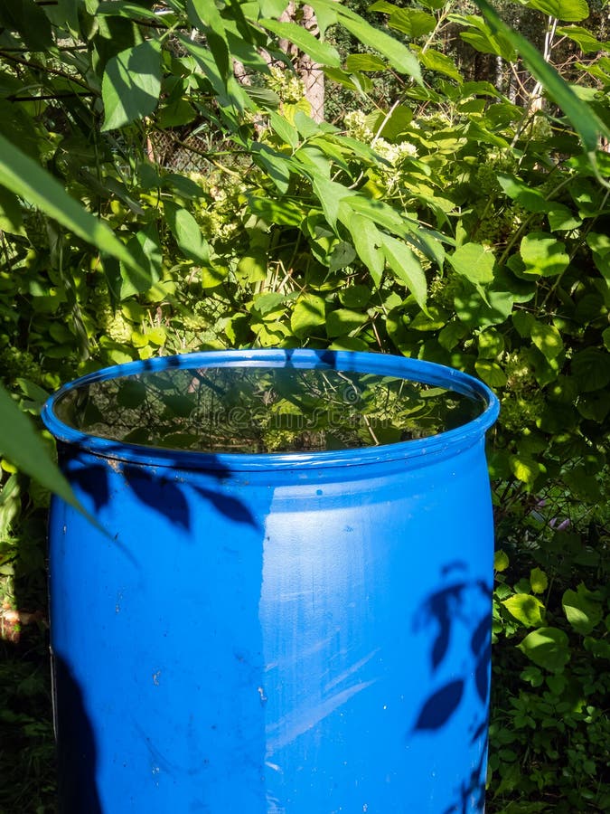 Blue, Plastic Water Barrel Reused for Collecting and Storing Rainwater ...