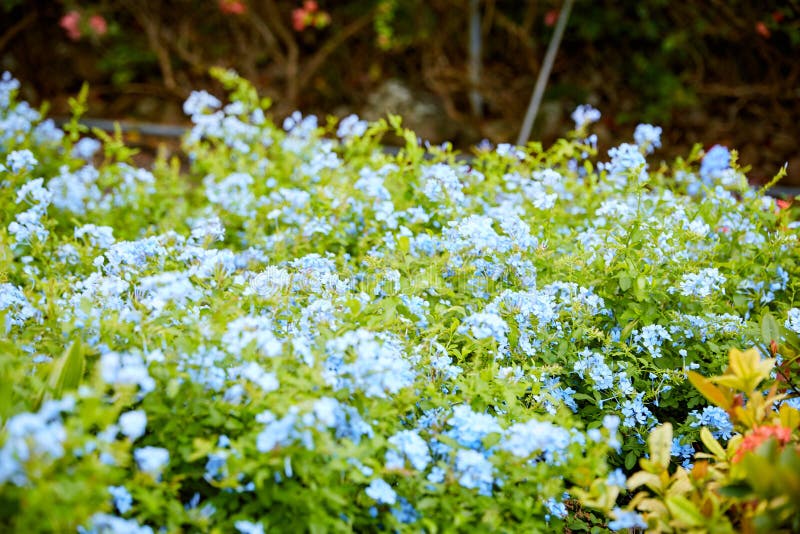 Blue Plumbago Floral Bush in Tropical Garden royalty free stock images Blue Plumbago Floral Bush in Tropical Garden royalty free stock images