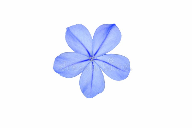 Blue plumbago flower stock photo. Image of spring, macro - 21616556