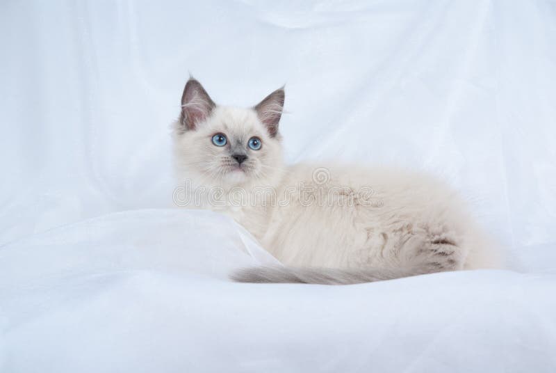 Blue Point Ragdoll Kitten on White Background Stock Photo Image of