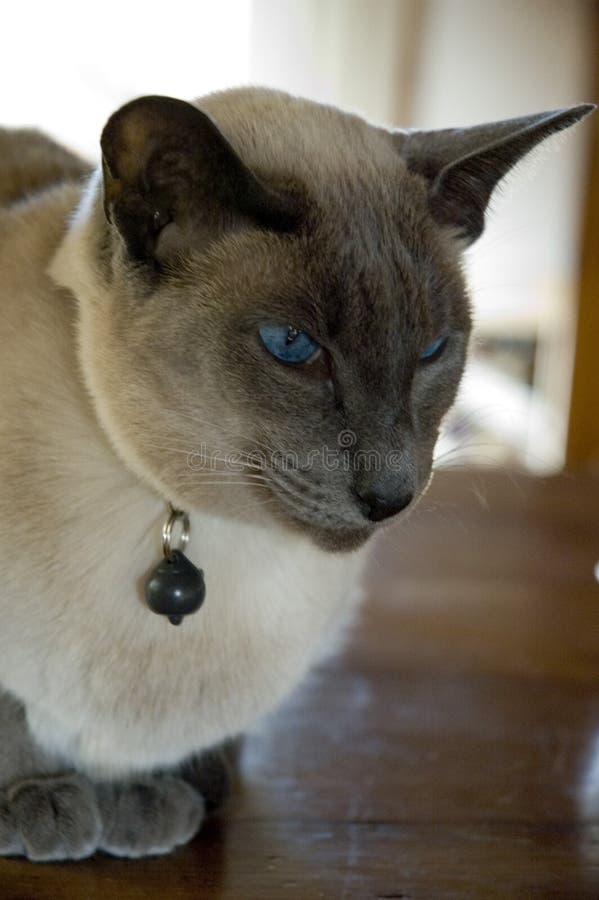 Blue point siamese cat stock image. Image of pointed, meow 1981349