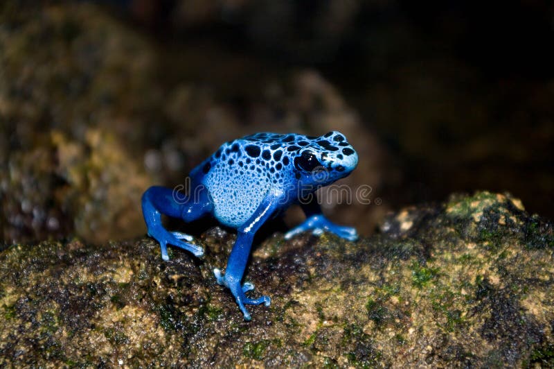 Blue poison dart frog (Dendrobates azureus). shallow DOF