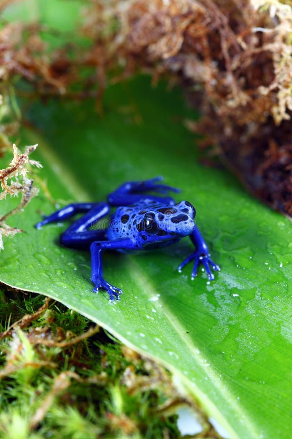 Blue Poison Dart Frog stock photo. Image of spotted, america - 20407356