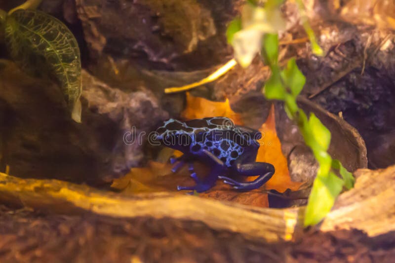 Blue And Black Poison Dart Frog Stock Photo - Image of frogs, predator