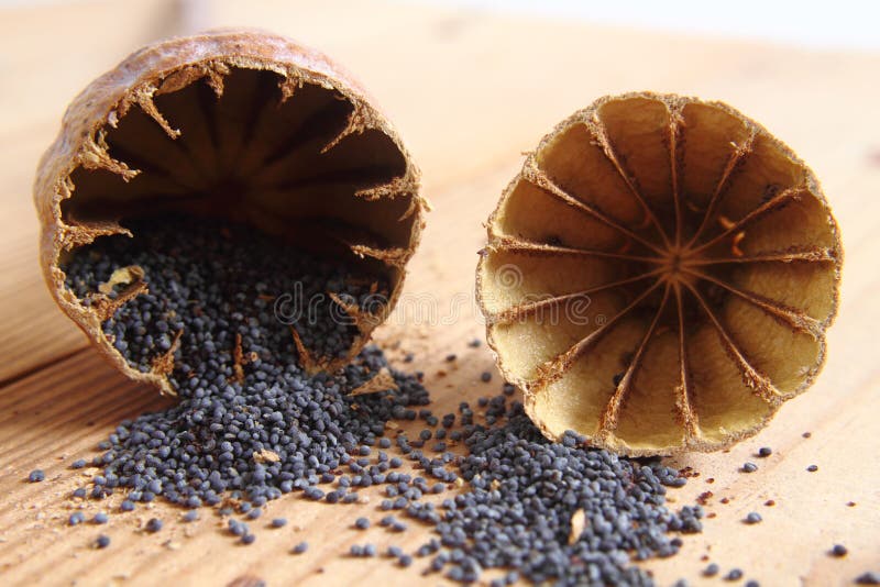 Blue poppy seeds stock image. Image of tasty, spice, czech 27868045
