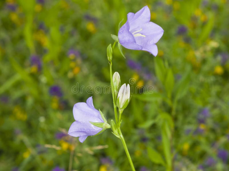 Blue-purple Bellflower, Campanula, flowers with bokeh background, close-up, selective focus, shallow DOF