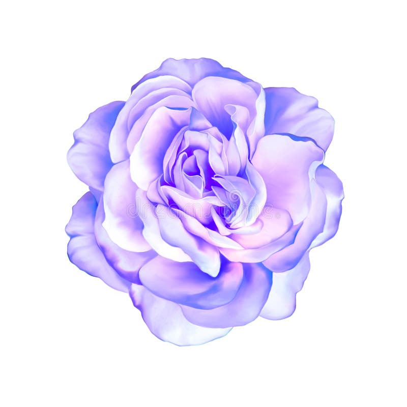 Blue Rose Flower Isolated on White Background/ Stock Illustration 