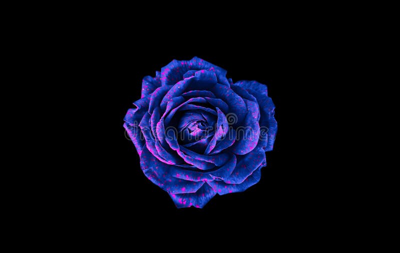 Hoa hồng xanh tím: Loại hoa hồng này có màu sắc rất độc đáo và đẹp mắt. Nhìn từ xa, bạn sẽ thấy những bông hoa hồng xanh tím như những bông hoa đang phát sáng trong ánh nắng. Hãy đắm mình trong sắc xanh tím đầy thu hút của những bông hoa hồng này và cảm nhận sự yên bình và thanh thản từ chúng.