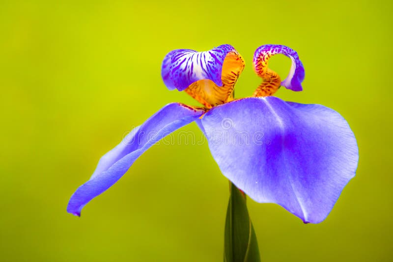 Blue purple “Walking Iris†Neomarica caerulea tropical flower macro photo stock photography Blue purple “Walking Iris†Neomarica caerulea tropical flower macro photo stock photography