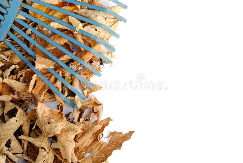 Blue rake over yellow dried leaves