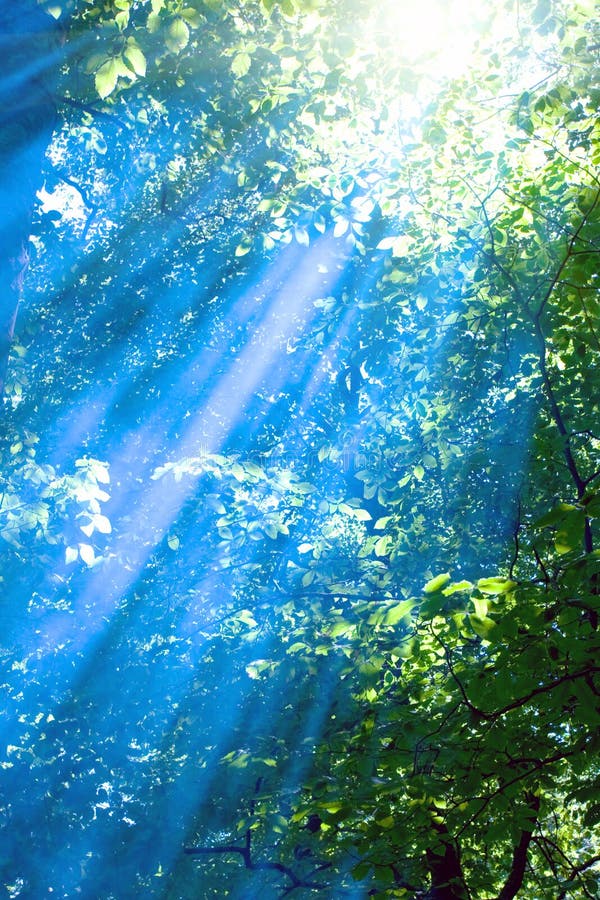 Blue rays in forest royalty free stock photography