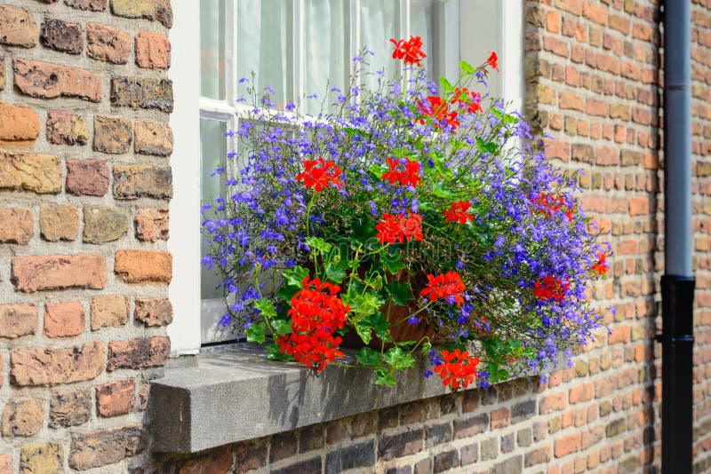 Blue and red blooming plants in the windowsill