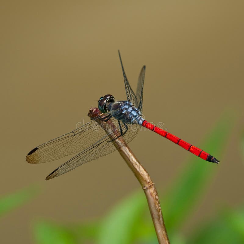 A blue red dragonfly
