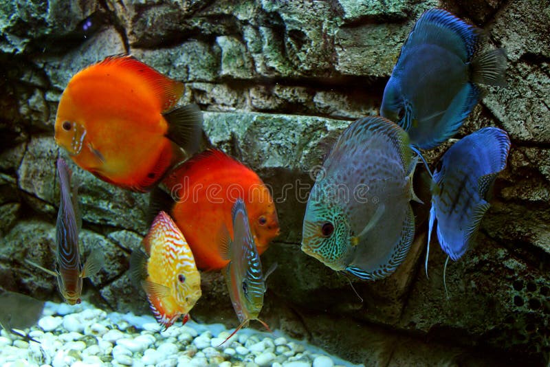Blue and red fishes in aquarium